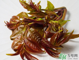 痛風(fēng)能吃香椿嗎？痛風(fēng)能吃香椿煎蛋嗎？