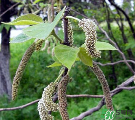 構(gòu)樹穗有什么作用？構(gòu)樹穗的作用