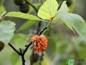 構(gòu)樹穗有什么作用？構(gòu)樹穗的作用