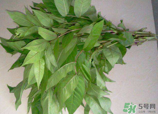 白花菜有什么功效？白花菜的功效是什么？