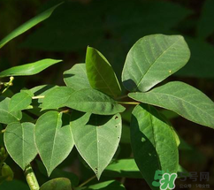 白花菜有什么功效？白花菜的功效是什么？