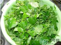 白花菜有什么功效？白花菜的功效是什么？