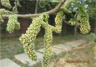 構(gòu)樹(shù)穗有什么作用？構(gòu)樹(shù)穗的作用