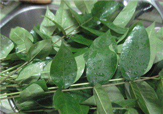 白花菜有什么功效？白花菜的功效是什么？