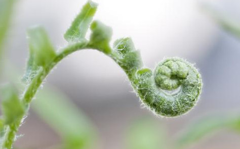 蕨菜到底能不能吃？山上的蕨菜能不能吃