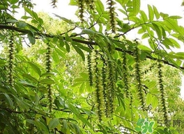 榆錢(qián)是榆樹(shù)的什么？榆錢(qián)是花還是果實(shí)