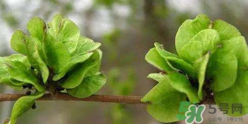 榆錢(qián)是榆樹(shù)的什么？榆錢(qián)是花還是果實(shí)