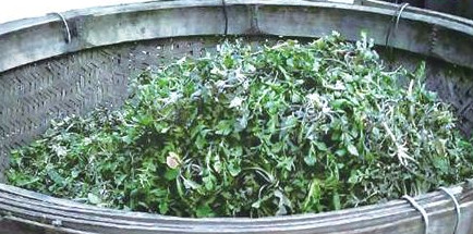 榆錢怎么存放？榆錢的保存方法