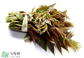 香椿可以助孕嗎？香椿有助孕的功效嗎？