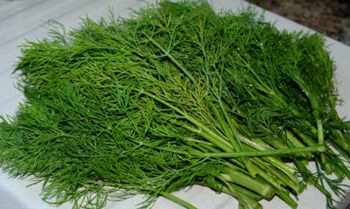 茴香苗怎么吃？茴香苗的吃法