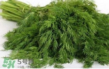 茴香苗有什么好處？茴香苗的功效與作用