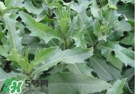 刺兒菜吃了有什么用？刺兒菜有什么功效