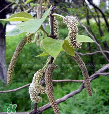 蒸構(gòu)樹花兒的功效 蒸構(gòu)樹花兒有什么功效？