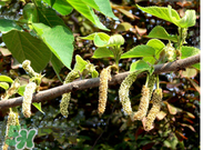 蒸構(gòu)樹花兒孕婦可以吃嗎？孕婦可以吃蒸構(gòu)樹花兒嗎？