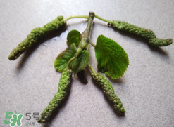 蒸構(gòu)樹花兒孕婦可以吃嗎？孕婦可以吃蒸構(gòu)樹花兒嗎？