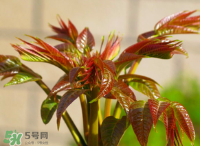 香椿會(huì)致癌嗎？香椿吃多了會(huì)致癌嗎？ 