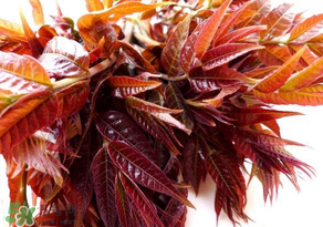 香椿會(huì)致癌嗎？香椿吃多了會(huì)致癌嗎？ 