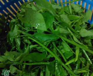 樹(shù)仔菜有毒嗎？樹(shù)仔菜有沒(méi)有毒？