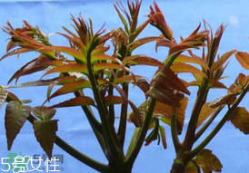 ?香椿癌癥病人能吃嗎？癌癥患者可以吃香椿嗎？