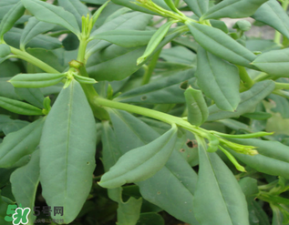 人參菜怎么吃？人參菜怎么吃好？