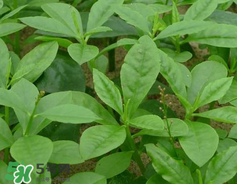 人參菜怎么吃？人參菜怎么吃好？