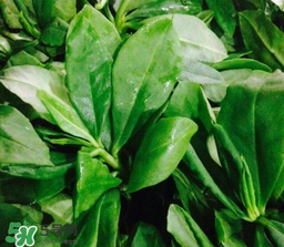 人參菜怎么吃？人參菜怎么吃好？