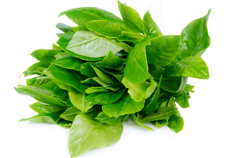 人參菜怎么吃？人參菜怎么吃好？