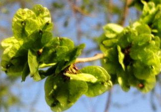 榆錢是榆樹(shù)的什么？榆錢是花還是果實(shí)