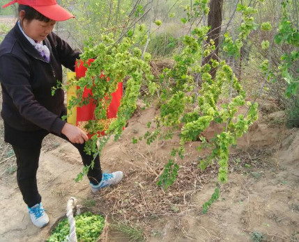 榆錢(qián)能炒雞蛋嗎？榆錢(qián)炒雞蛋怎么做