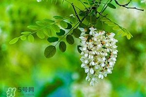 刺槐花幾月開？刺槐花什么時候開