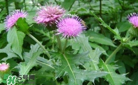 刺兒菜吃了有什么用？刺兒菜有什么功效