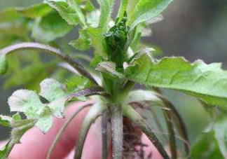 高血壓能吃刺兒菜嗎？刺兒菜能降血壓嗎