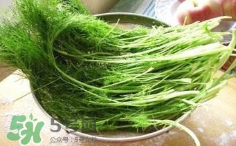 茴香苗有什么好處？茴香苗的功效與作用