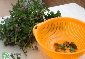吃枸杞葉會(huì)過敏嗎？吃枸杞葉會(huì)不會(huì)過敏