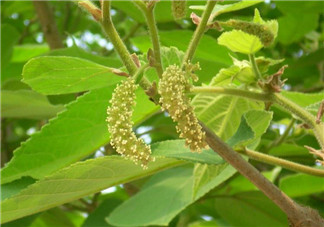 蒸構(gòu)樹(shù)花兒孕婦可以吃嗎？孕婦可以吃蒸構(gòu)樹(shù)花兒?jiǎn)幔?><p><strong>蒸構(gòu)樹(shù)花兒孕婦可以吃嗎？孕婦可以吃蒸構(gòu)樹(shù)花兒?jiǎn)幔?/strong></p></a></li> <li><a href=