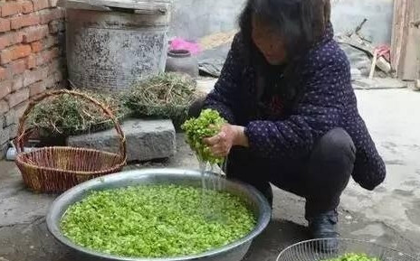 榆錢怎么蒸？蒸榆錢的做法