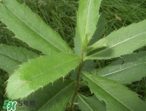 刺兒菜吃了有什么用？刺兒菜有什么功效