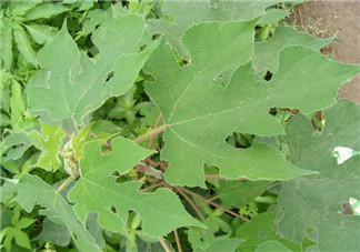 蒸構(gòu)樹(shù)花兒的功效 蒸構(gòu)樹(shù)花兒有什么功效？