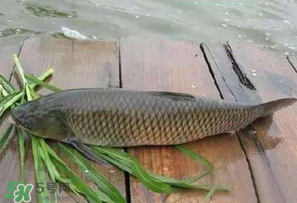 4月份可以釣草魚嗎？4月份如何釣草魚？