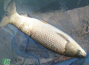 4月份可以釣草魚嗎？4月份如何釣草魚？