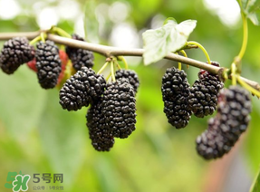 桑葚和菠蘿能一起吃嗎？桑葚可以和菠蘿一起吃嗎？