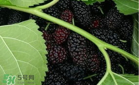 桑葚和菠蘿能一起吃嗎？桑葚可以和菠蘿一起吃嗎？