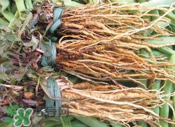 苦苣根哪里有賣？苦苣根茶在那里買的到