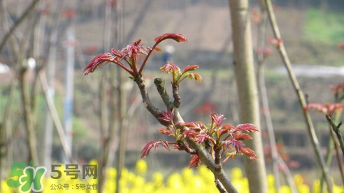 香椿葉能吃嗎？香椿葉孕婦能吃嗎？