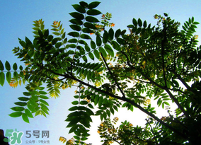 香椿放久了能吃嗎？香椿可以放多久？