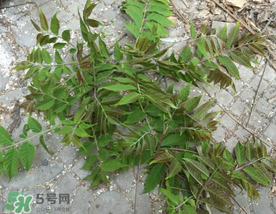 香椿長什么樣子？香椿長在什么地方？