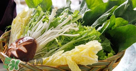 苦菊能涮火鍋吃嗎？苦菊可以涮火鍋嗎