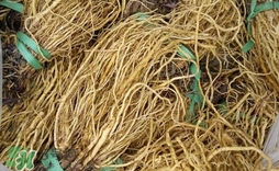 苦苣根哪里有賣？苦苣根茶在那里買的到