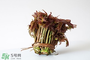 香椿樹什么時候發(fā)芽？香椿樹什么時候種植