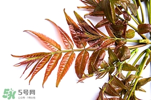 香椿樹什么時候發(fā)芽？香椿樹什么時候種植
